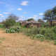 As part of their research, the scientists visited Maasai villages in Africa. Similar to the semi-nomadic Natufian culture, these people don’t practice crop agriculture—and they also have to share their space with opportunistic mice. (Image: Lior Weissbrod)